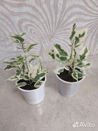 Фикус бенджамина старлайт