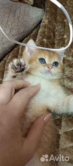 Золотые британские плюшечки