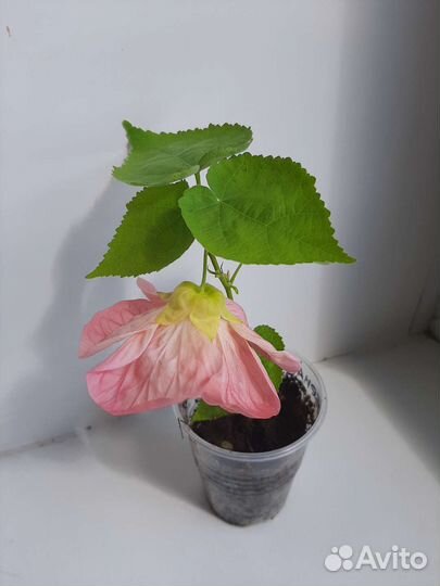 Абутилон, бальзамин ампельный орхидейный