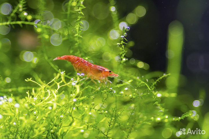 Аквариумные креветки
