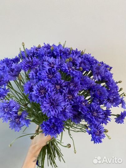 Васильки цветы букет