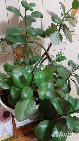 Цветок каланхоэ