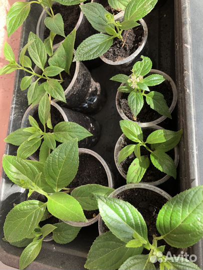 Черенки гортензии метельчатой