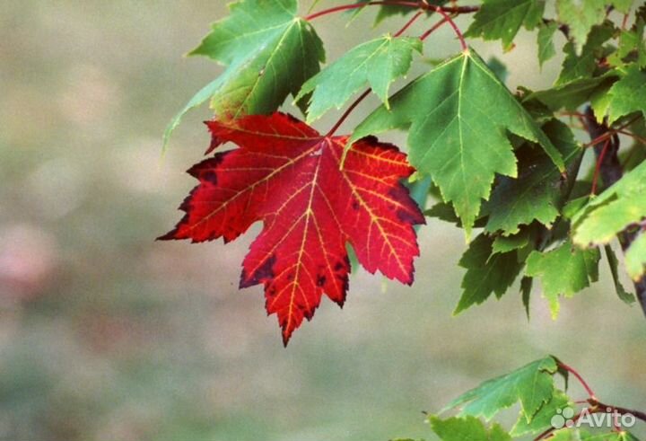 Канадский клен