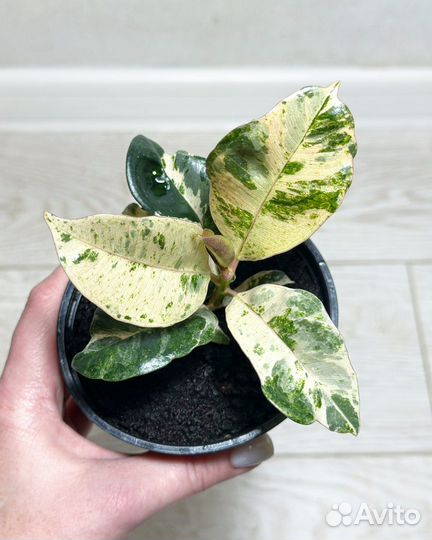 Фикус каучуконостный Шривериана