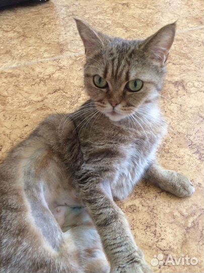 Кошка
