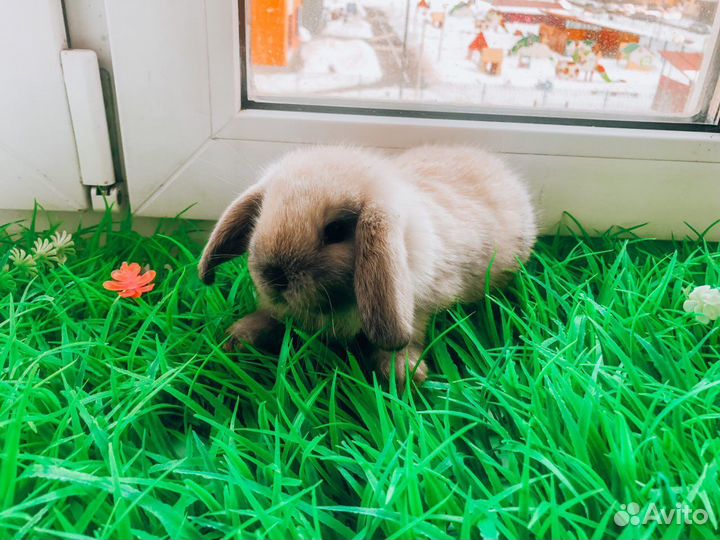 Мини карликовый кролик - королевский