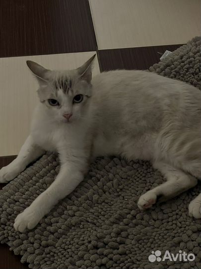 Кошки в добрые руки