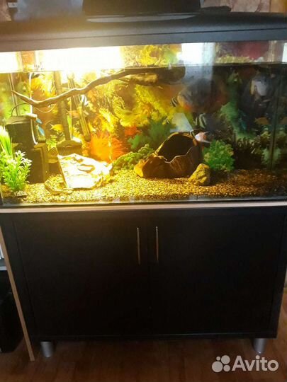 Аквариум 200 литров с тумбой