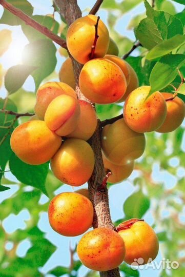 Абрикос колоновидный Принц Март