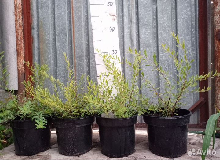 Спирея серая Гревшейм