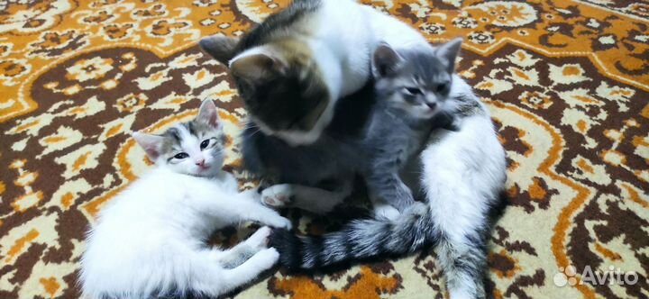 Котята в добрые руки бесплатно