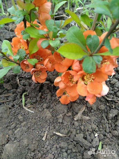 Саженцы. Айва, малина, орех, ежевика, боярышник