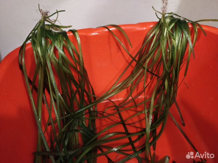 Растения для аквариума