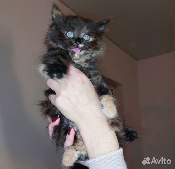 Кошки в добрые руки