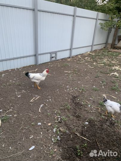 Продам молодых петушков