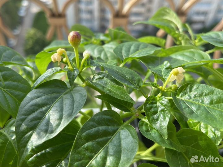 Перец комнатный (декоративный)