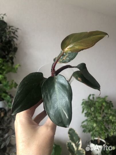 Филодендрон розовая принцесса