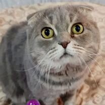 Пропал любимый кот, Луганск