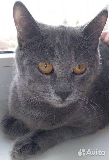 Продается Картезианская кошка купить в Азове | Животные и зоотовары |  Авито