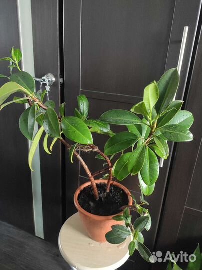 Фикусы, Сингониум, Диффенбахия