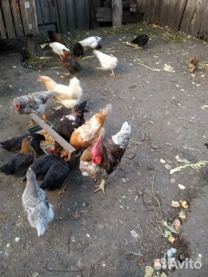 Куры несушки и молодки