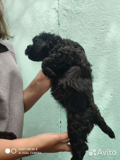 Собака маленькая порода