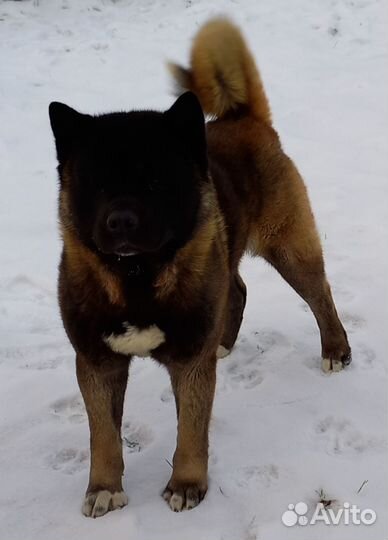 Американская акита вязка