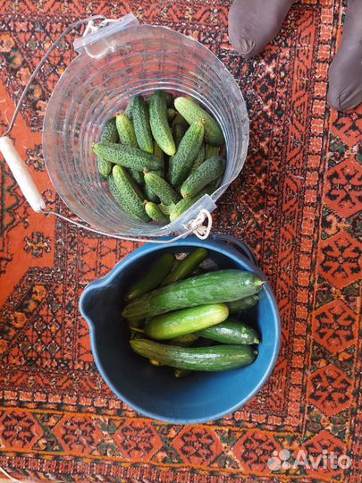 Огурцы