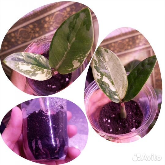 Замиокулькас вариегатный Big Round Leaf