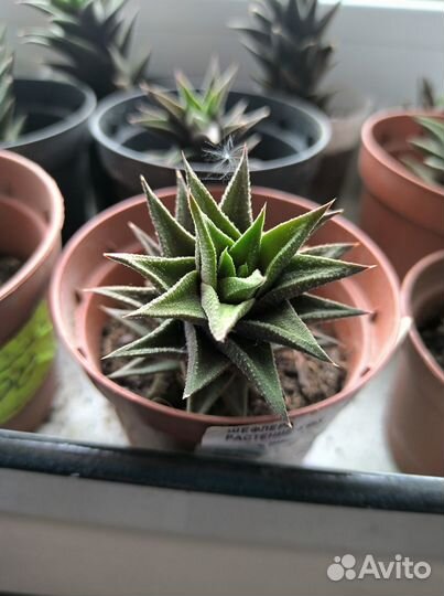 Суккуленты: Хавортия извилистая