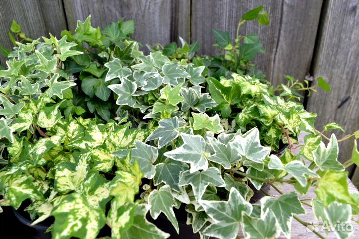 Плющ пестролистный