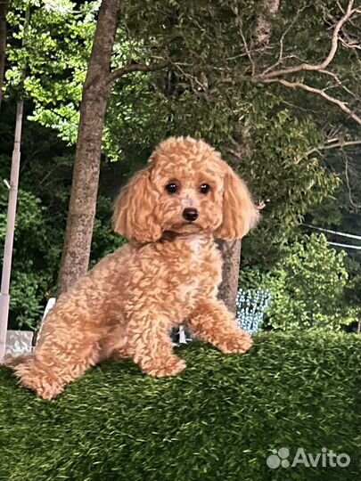 Вязка собак мальтипу Ищем жениха