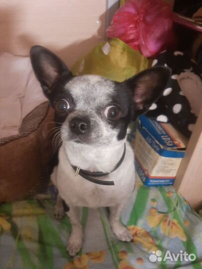 Щенки чихуахуа