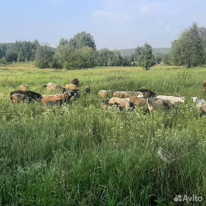 Овцы романовской породы