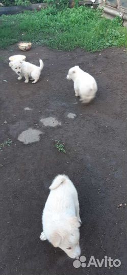 Щенки- Шакша