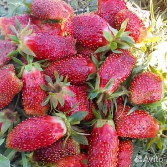 Саженцы клубники Купчиха, Азия