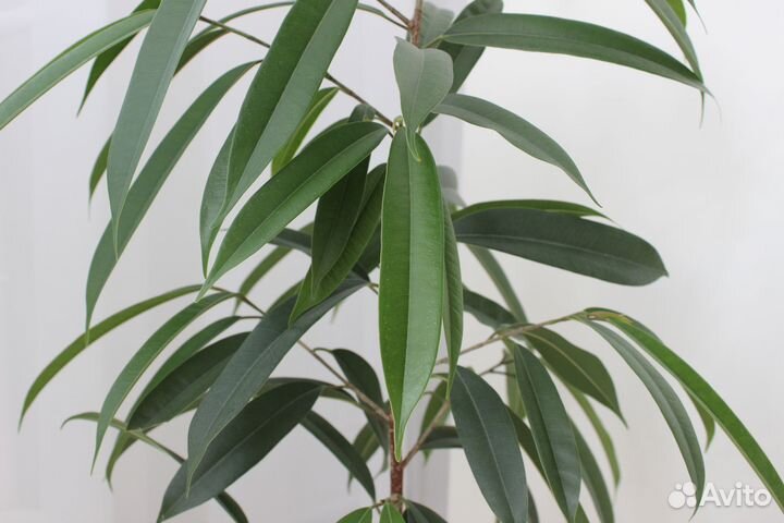 Фикус Али Amstel King