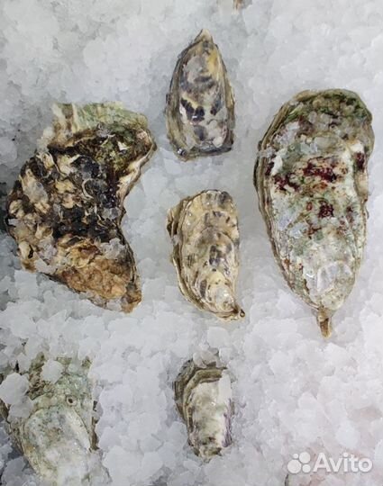 Живые устрицы