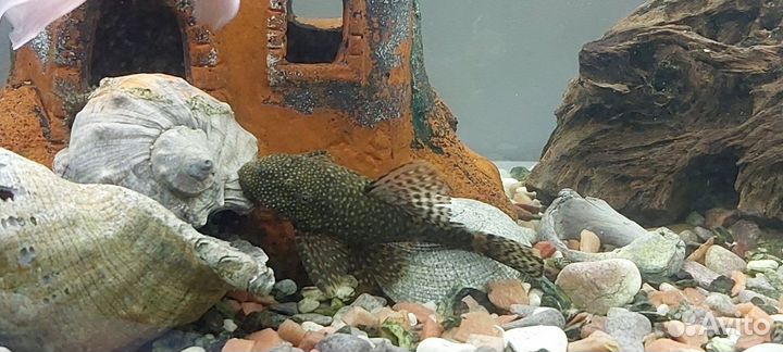 Сомики анциструсы