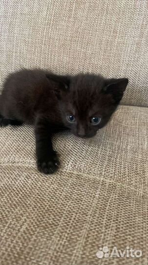 Котята