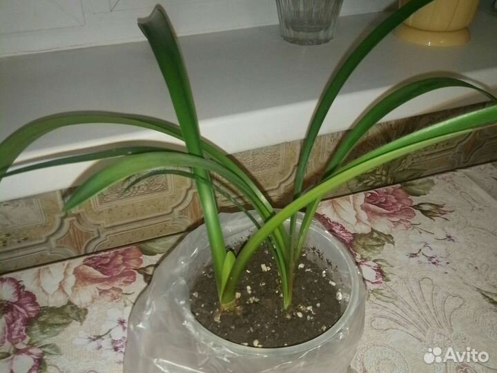 Гиппиаструм