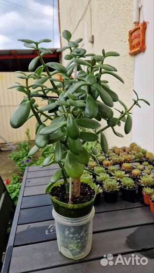 Денежное дерево 