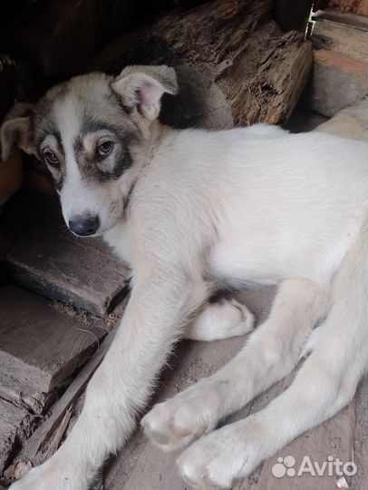 Отдам щенков