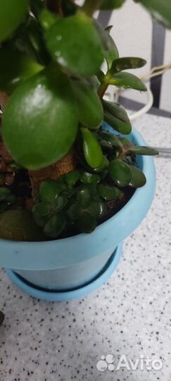 Красула денежное дерево 53 см