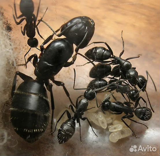 Муравьи Messor structor Жнецы