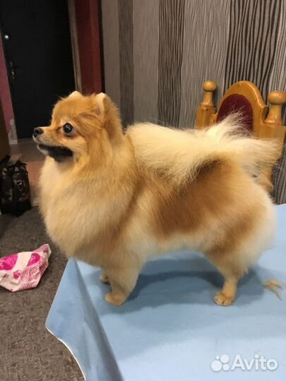 Груминг. Стрижка собак и кошек