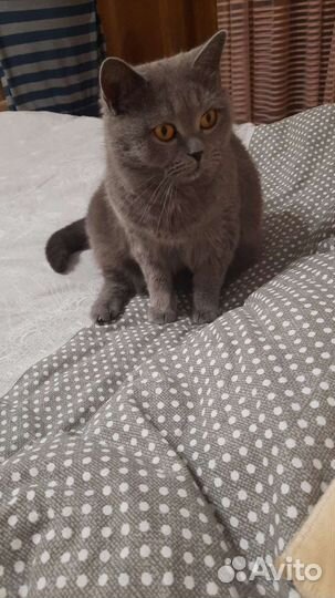 Британская