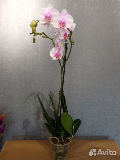 Орхидея фаленопсис