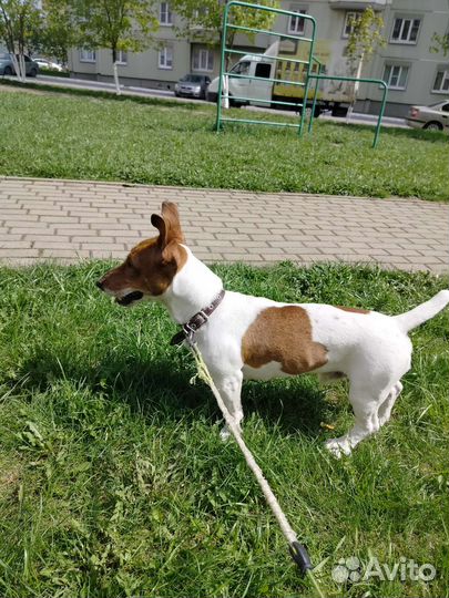 Вязка джек Рассел терьер